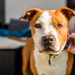 Tout savoir sur l’assurance responsabilité civile animale