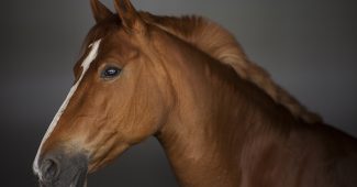 balnéothérapie cheval
