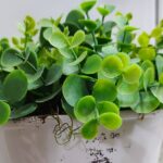 Qu'est-ce qu'un plante artificielle ?