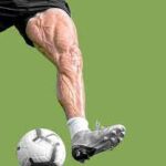 Ligament