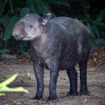 observer la faune nocturne
