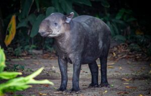 observer la faune nocturne