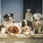 douleur chez les animaux