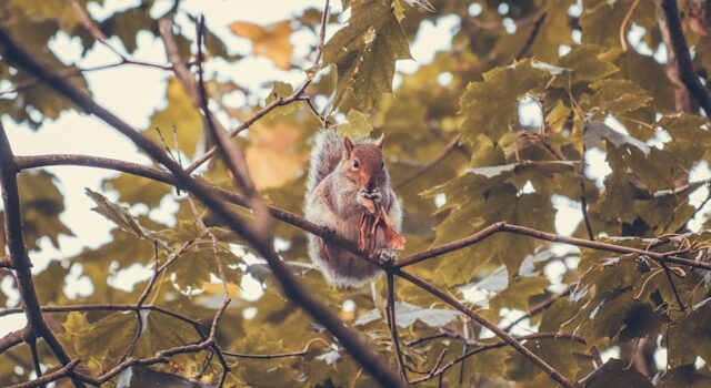 La biodiversité animale