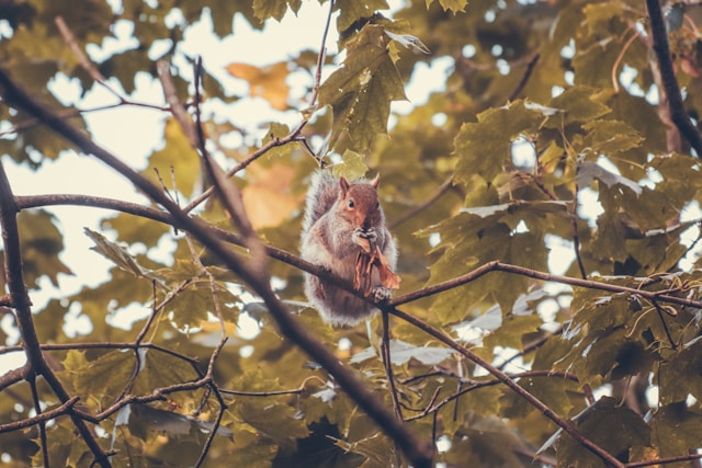 La biodiversité animale