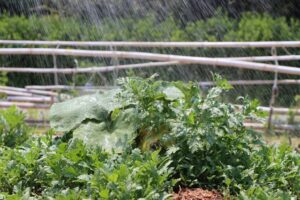 Un jardin potager