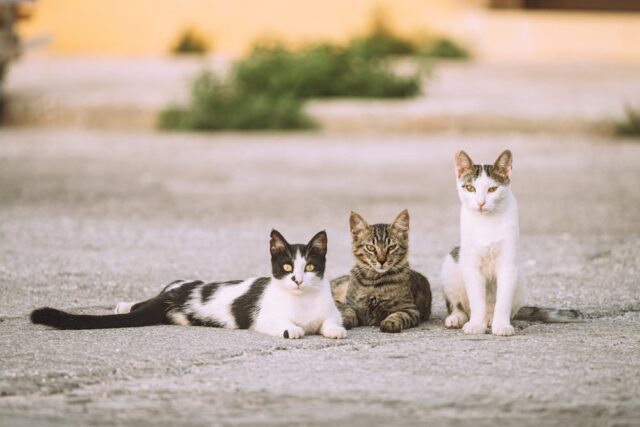 Santé de chat