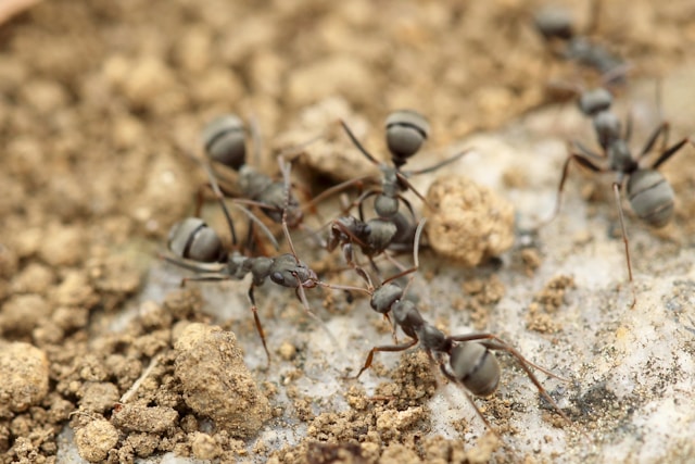 Les fourmis