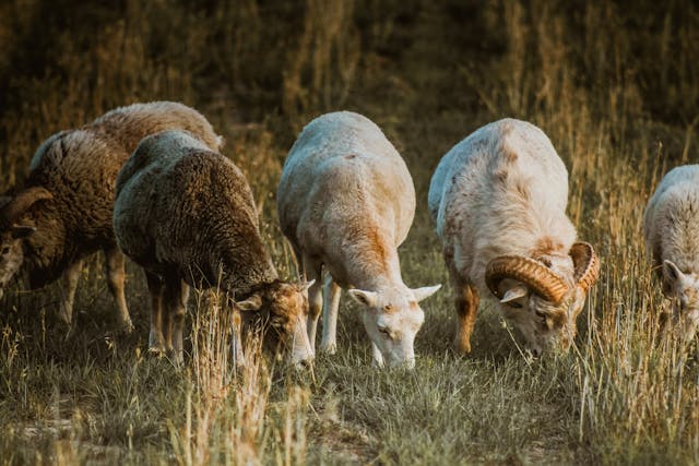 Chèvre et mouton : différences, élevage et bienfaits